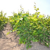 Carpinus betulus 60-80 cm vanaf november leverbaar