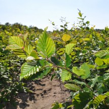 Carpinus betulus 100-125 cm vanaf november leverbaar