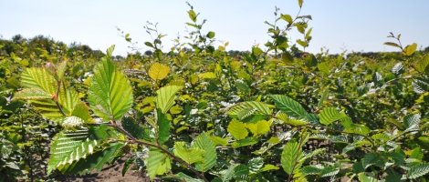 Carpinus Betulus