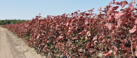 Fagus Sylvatica Atropurpurea