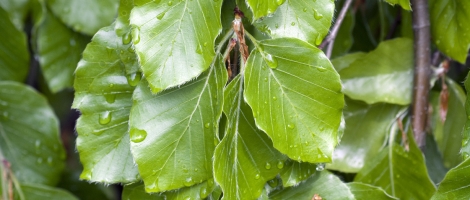 Fagus Sylvatica